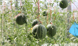 凉山吃瓜爆料视频大全下载,揭秘幕后真相，带你领略网络风云